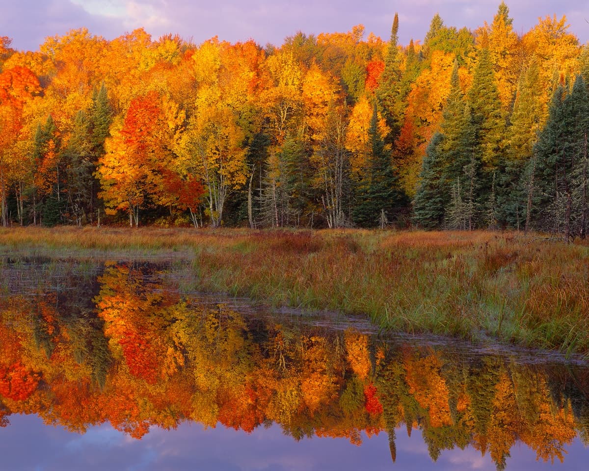 Beaver Pond Sunset Gallery Wrapped Canvas